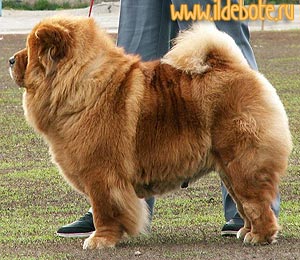 chow-chow Il De Bote Anfisa