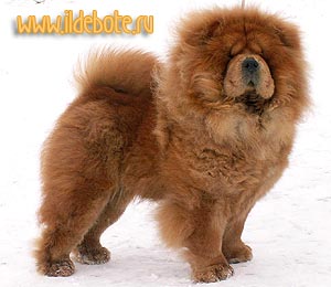 chow-chow Il De Bote Abigale