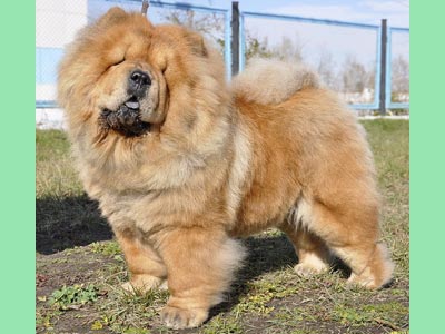 Chow-chow Bon Triumph  Ornella