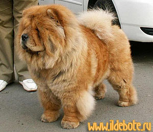 Chow-chow BON TRIUMPH ORNELLA