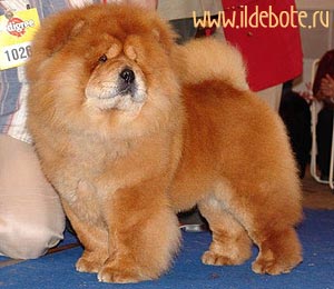 chow-chow Bon Pari Diana