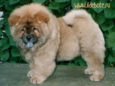 chow-chow Brilliantovaya Lady