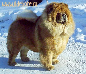 chow-chow Brilliantovaya Lady