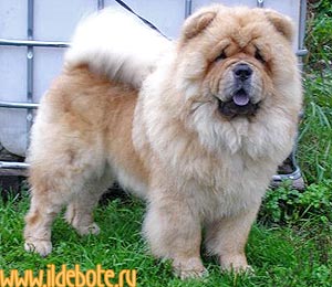 chow-chow Il De Bote Casting