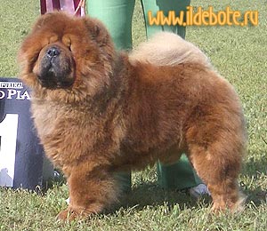 chow-chow Vladlen Charming Favorite