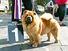 chow-chow Il De Bote Anfisa