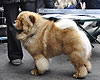 maximize chow-chow