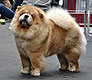 maximize chow-chow