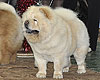 maximize chow-chow