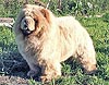 chow-chow Il De Bote Diiti