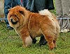 chow-chow Il De Bote Owrence