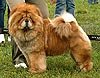 chow-chow Suel Sikhote-Alinn Nadin Perron