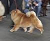 maximize chow-chow