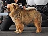 maximize chow-chow