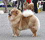 maximize chow-chow