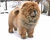 chow-chow Suel Sikhote-Alinn Nadin Perron