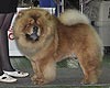 maximize chow-chow