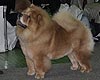 maximize chow-chow