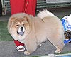 maximize chow-chow