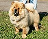 chow-chow Suel Sikhote-Alinn Nadin Perron