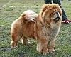 chow-chow Suel Sikhote-Alinn Nadin Perron