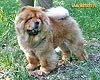 chow-chow Bon Triumph Ornella