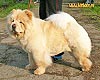 Чау-чау Бон Триумф Снежана