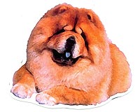 maximize chow-chow souvenir