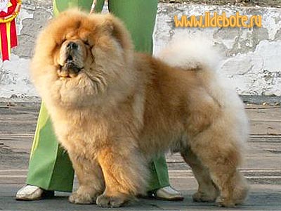 chow-chow Bon Triumph Danila