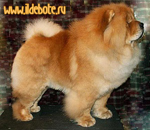 chow-chow Bon Triumph Danila