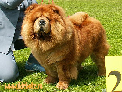 chow-chow Il De Bote Delight