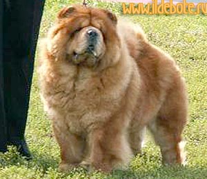 chow-chow Il De Bote Delight