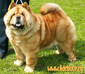 Chow-chow Nikol S Sergieva Posada