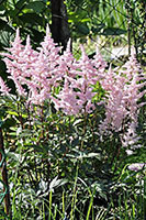 Astilbe