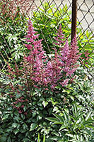 Astilbe