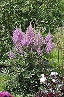 Astilbe