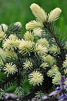 Picea pungens Bialobok