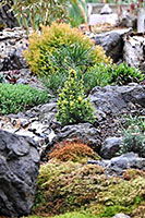 Picea glauca Daisy's White