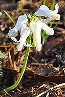 Dicentra