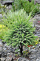 Picea Echiniformis