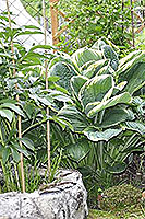 Hosta