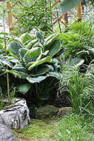 Hosta Skazka