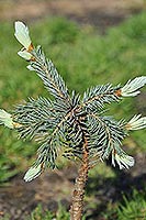 Picea pungens Koster