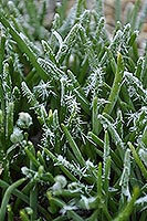 Hoarfrost on onions