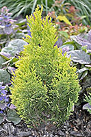 Chamaecyparis lawsoniana Minima Aurea (False cypresse)
