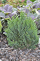 Chamaecyparis lawsoniana Minima Glauca (False cypresse)