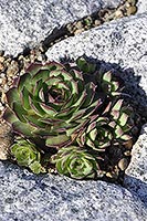 Molodilo (Sempervivum)