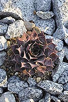 Molodilo (Sempervivum)