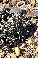 Molodilo (Sempervivum)