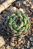 Molodilo (Sempervivum)